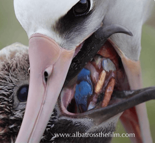 Albatross feeding Plastic