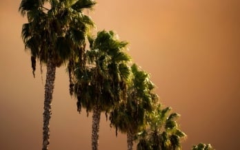 Wildfire Blog - Phase 1